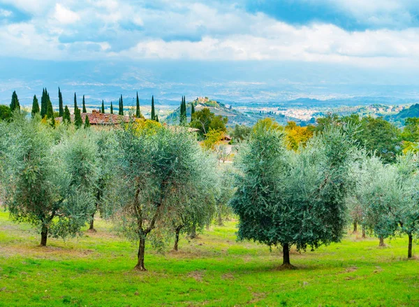 Olívaolaj fák in Chianti térképén — Stock Fotó