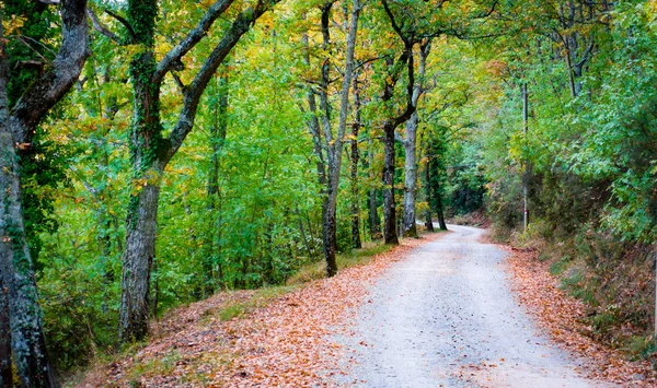 Straße im Wald nach badia a coltibuono — Stockfoto