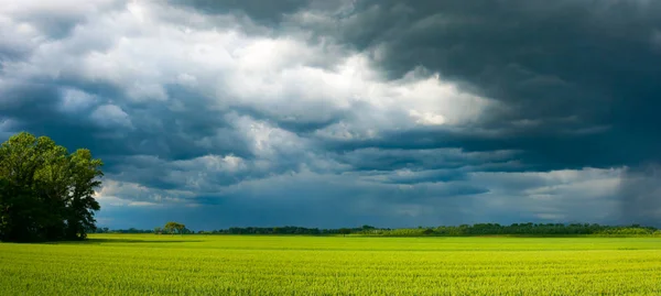 Laatste Stralen Van Het Zonlicht Een Gewas Veld Voordat Een Stockfoto