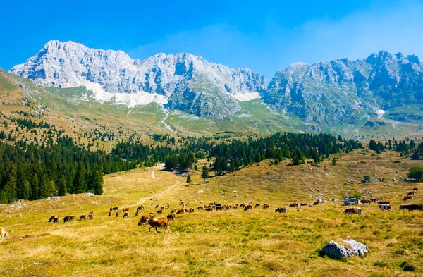 夏天在意大利弗留利的西拉 内韦亚 在朱利安阿尔卑斯山的蒙塔西奥高原牧场放牧的奶牛 — 图库照片