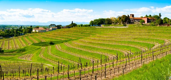 Panorámás Kilátás Nyílik Szőlők Alatt Buttrio Vár Udine Friuli Olaszország — Stock Fotó