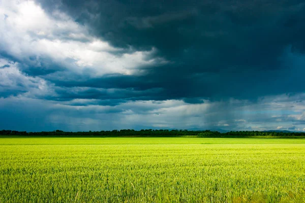 Laatste Stralen Van Het Zonlicht Een Gewas Veld Voordat Een — Stockfoto