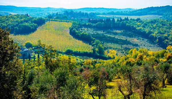 オリーブの木やサン ドナート タヴァルネッレ ヴァル ペーサ トスカーナ イタリアの周りのブドウ園で覆われた丘を表示します — ストック写真