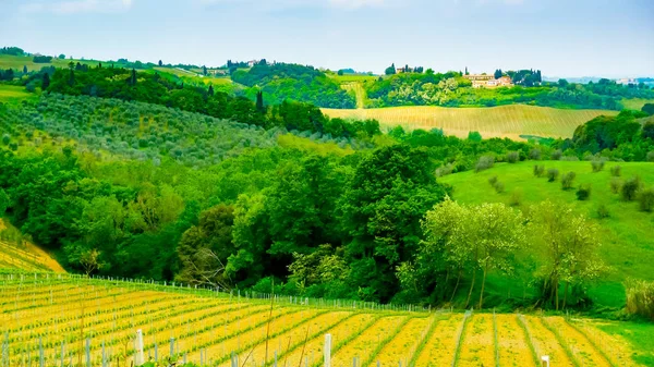 Виноградників Оливкових Дерев Пагорбах Навколо Вольтерра Тоскана Італія — стокове фото