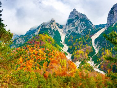 View of the forest under Jof di Montasio in autumnal colors in Julian Alps, Val Dogna, Friuli Venezia Giulia, Italy clipart