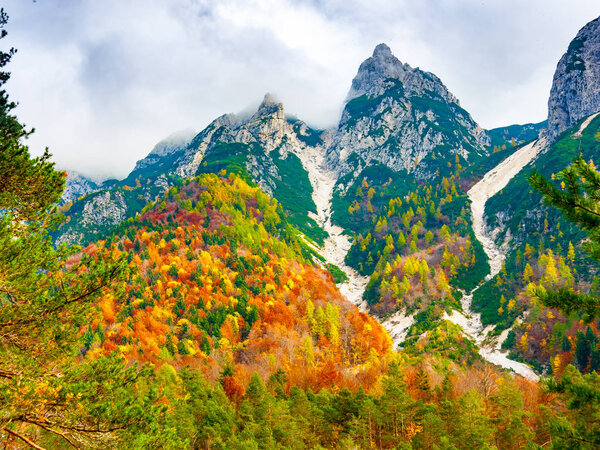 View of the forest under Jof di Montasio in autumnal colors in Julian Alps, Val Dogna, Friuli Venezia Giulia, Italy