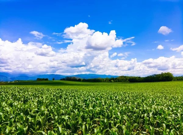 Nuvole su un campo di grano all'inizio dell'estate — Foto Stock