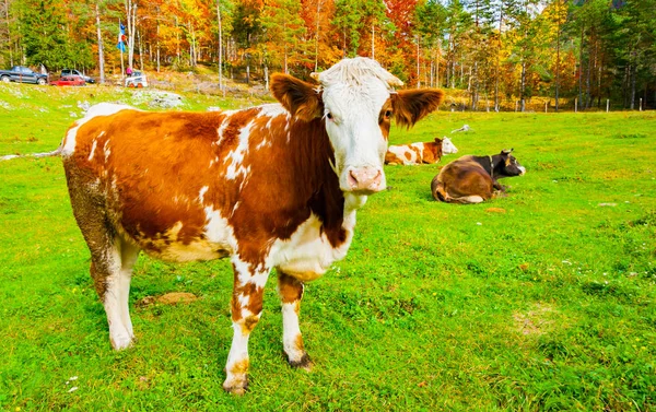 İtalyan kırmızı alaca inek bir arazide — Stok fotoğraf