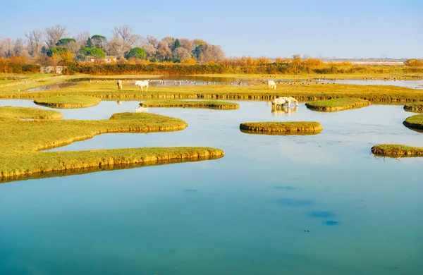 Wild Horses Birds Nature Reserve Isola Della Cona Grado Friuli — Stock Photo, Image