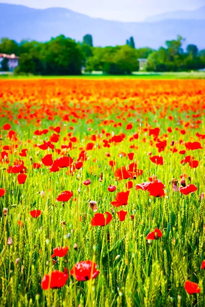 木麦畑でケシの花と背景 フリウリベネチアジュリア州 イタリアの丘の垂直方向のビュー — ストック写真