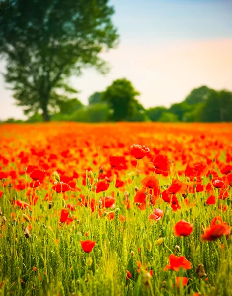 Verticale Weergave Van Poppy Bloemen Een Tarweveld Bij Zonsondergang Friuli — Stockfoto