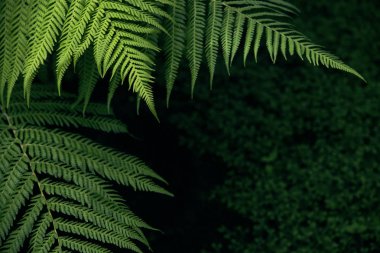 Tazelik yeşil yaprak Fern, metin için yer