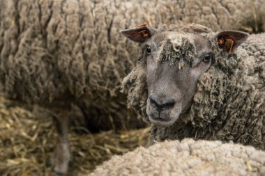 Belçika'daki yerel gruptaki koyun bir grup