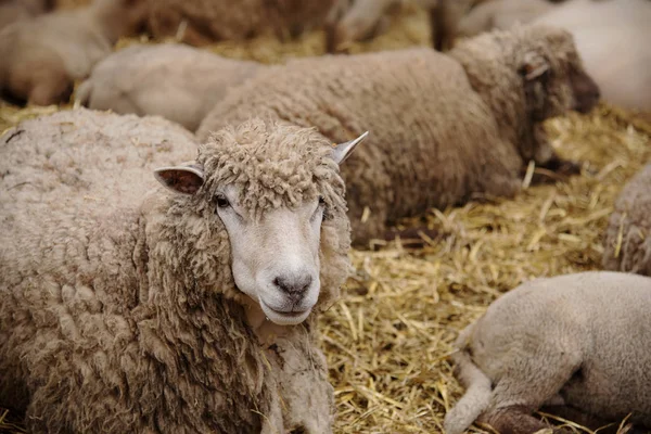 Stáda Ovcí Místní Farmě Belgii — Stock fotografie