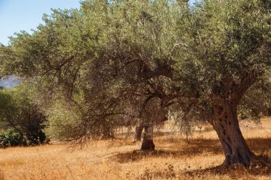 zeytin ağacı hasat için hazır olan Akdeniz zeytin alana.