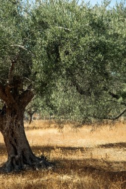 zeytin ağacı hasat için hazır olan Akdeniz zeytin alana.