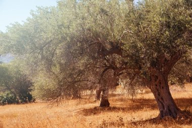 zeytin ağacı hasat için hazır olan Akdeniz zeytin alana.