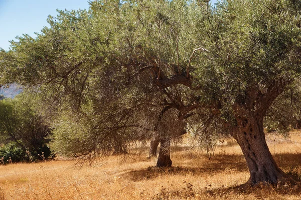 zeytin ağacı hasat için hazır olan Akdeniz zeytin alana.