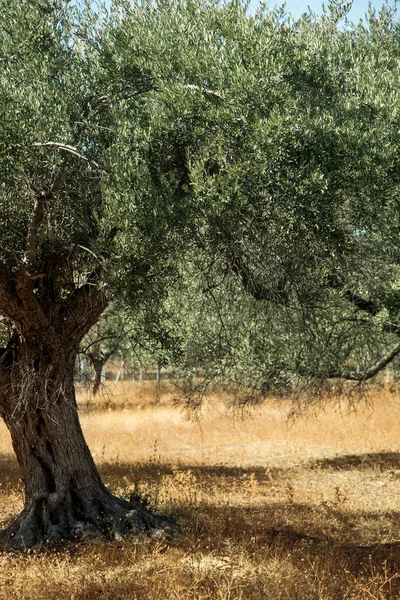 Mediterranean olive field with olive tree ready for harvest.