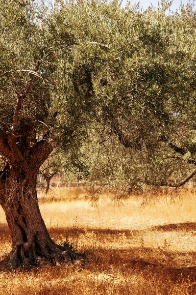 Mediterranean olive field with olive tree ready for harvest.