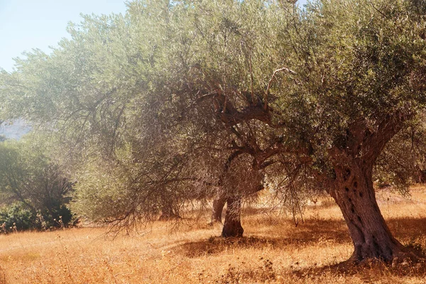 zeytin ağacı hasat için hazır olan Akdeniz zeytin alana.