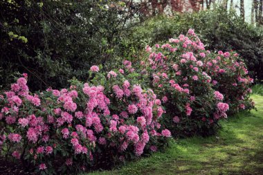 Rhododendron plants in bloom, pink flowers, Azalea bushes in the park 