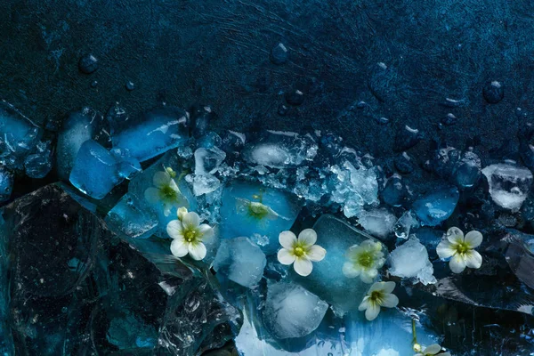 Заморожені квіти на фоні абстракції — стокове фото
