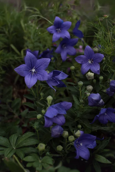 Platycodon Grandiflorus Flor Jardim Verão Foco Seletivo — Fotografia de Stock