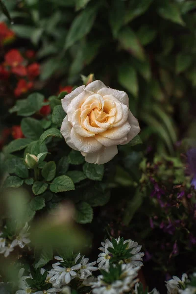 Schöne Gelbe Rose Mit Regentropfen Garten — Stockfoto