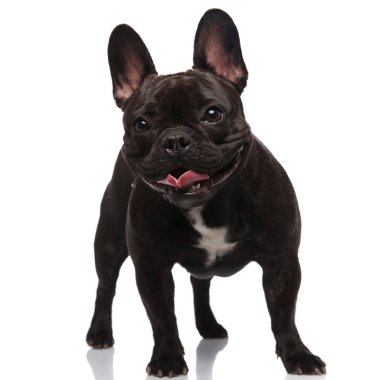 süre nefes nefese ve beyaz bir arka plan üzerinde duran tarafına bakarak mutlu Fransız buldozer