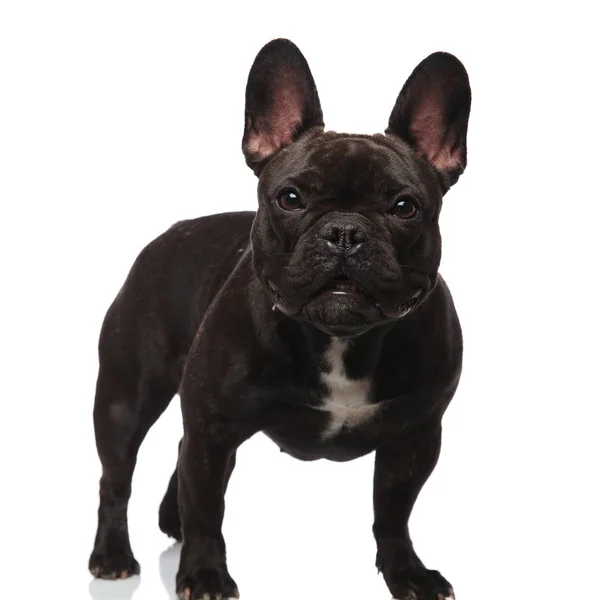 Adorable Black French Bulldog Bat Eyes Standing White Background — Stock Photo, Image