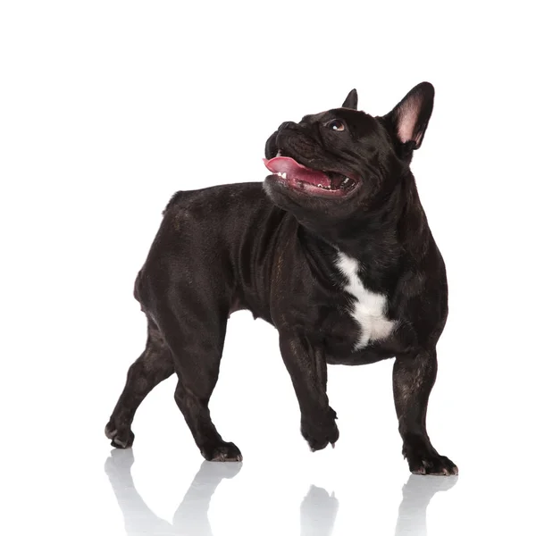Vista Lateral Adorável Preto Ofegante Francês Bulldog Olhando Para Cima — Fotografia de Stock