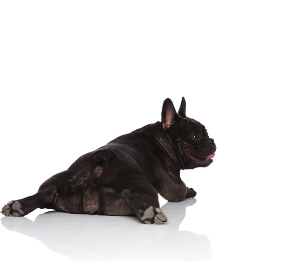 Hátulnézet Boldog Francia Bulldog Szeretnének Oldalán Fekve Fehér Háttér Lihegve — Stock Fotó