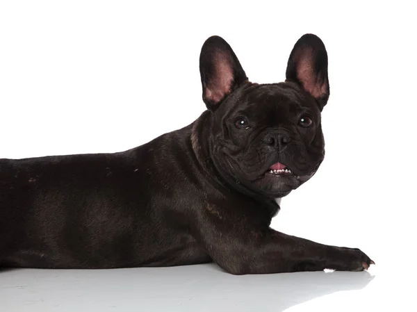 Close Side Cute Panting French Bulldog Lying White Background Mouth — Stock Photo, Image