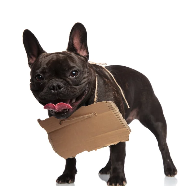 Hechelnde Bettlerin Französische Bulldogge Mit Pappschild Den Hals Stehend Auf — Stockfoto