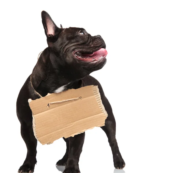 Arme Bedelaar Franse Bulldog Zoek Naar Kant Terwijl Hijgen Permanent — Stockfoto
