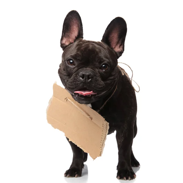 Mooie Bedelaar Zwarte Franse Bulldog Staande Witte Achtergrond Met Leeg — Stockfoto