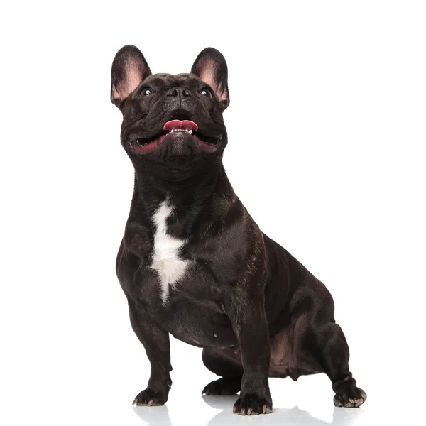 Surprised French Bulldog Looks Mouth Open While Standing White Background — Stock Photo, Image