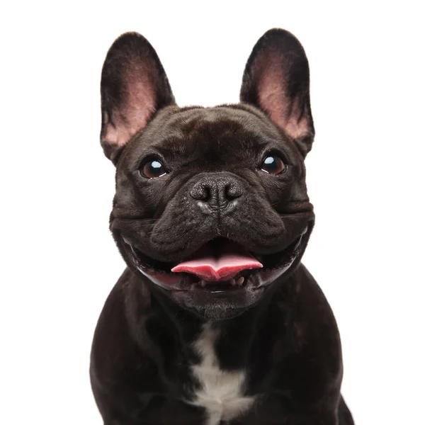 Kopf Der Glücklichen Schwarzen Französischen Bulldogge Hechelt Auf Weißem Hintergrund — Stockfoto
