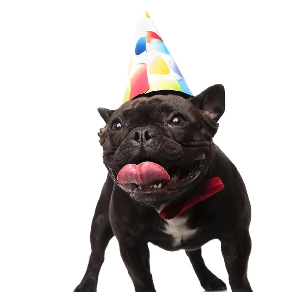 Animado Aniversário Francês Bulldog Com Bowtie Vermelho Olha Para Lado — Fotografia de Stock