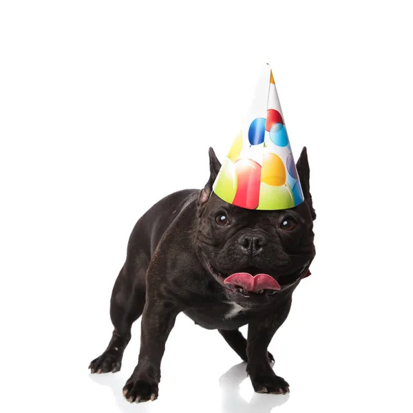 Cute Small French Bulldog Birthdy Cap Panting While Standing White — Stock Photo, Image