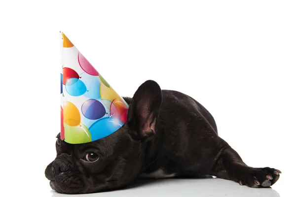 Schattig Verveeld Kleine Franse Bulldog Met Verjaardag Hoedje Liggend Witte — Stockfoto