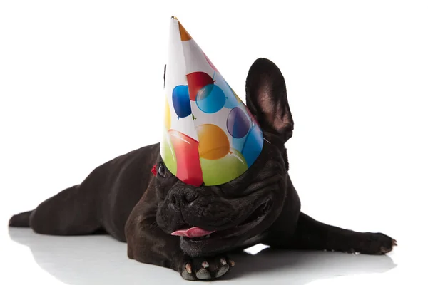 Rolig Liggande Fransk Bulldog Med Födelsedag Hatt Som Täcker Ögonen — Stockfoto