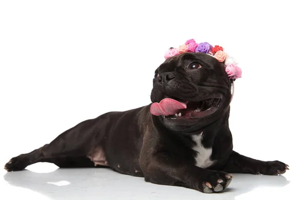 Adorable Bulldog Francés Con Flores Corona Lado Mientras Está Acostado —  Fotos de Stock