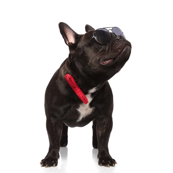 Cool Fransk Bulldog Bär Röd Fluga Ser Upp Till Sida — Stockfoto