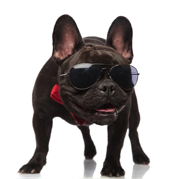 Neugierige Schwarze Französische Bulldogge Mit Sonnenbrille Und Roter Fliege Schaut — Stockfoto