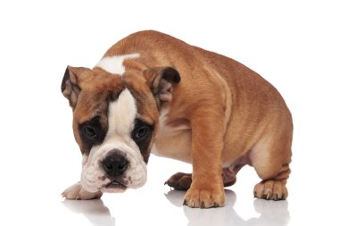 Beyaz arka plan üzerinde dururken baktığını merak İngilizce bulldog