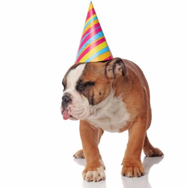 Beyaz arka plan üzerinde duran ve tarafına bakarak dilini komik uykulu bulldog Doğum günü kap ile sopa