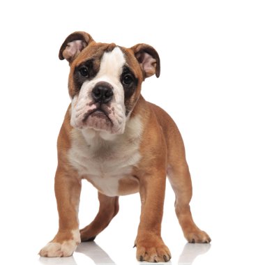 Beyaz arka plan üzerinde şirin kahverengi ve beyaz İngilizce bulldog duran