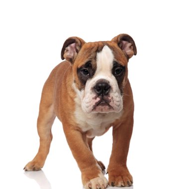 çok güzel kahverengi İngilizce bulldog beyaz arka plan üzerinde yürüme